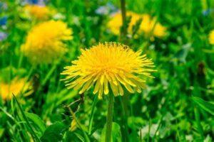 Use dandelion to heal from Covid and vaccination effects and remedies with Forensic Healing Online Course